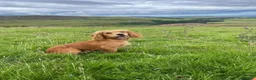 Cocker Spaniel dogs for stud: Kai - Desert Seeker Nithvalley for public Stud - Advert 8