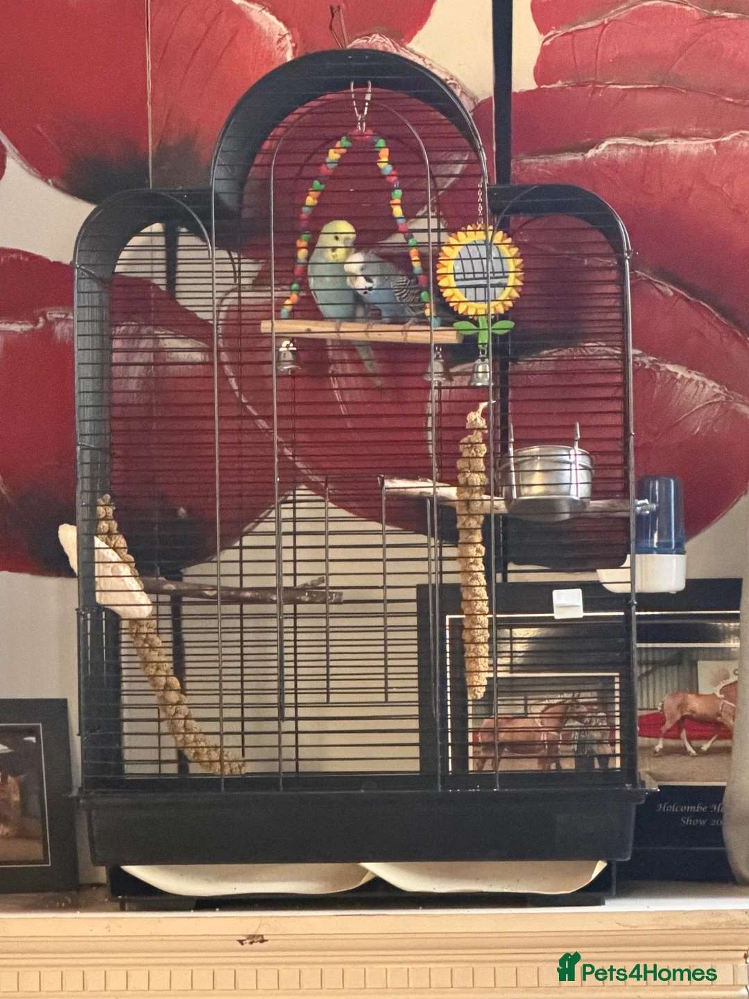 Budgerigars birds for sale: 2 bonded budgies and cage  - Advert 2