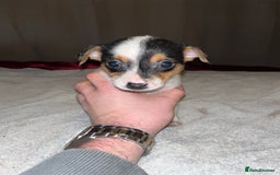 Jack Russell dogs for sale: 4 stunning playful Jack Russell puppies - Image 4