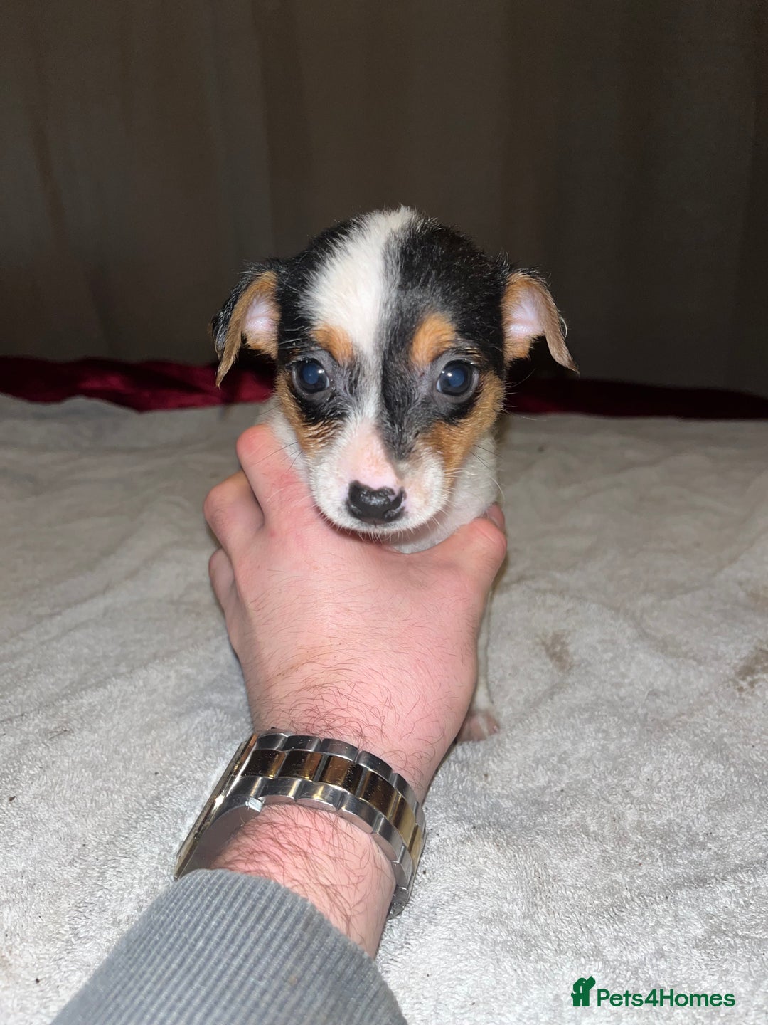 Jack Russell dogs for sale: 4 stunning playful Jack Russell puppies - Image 4