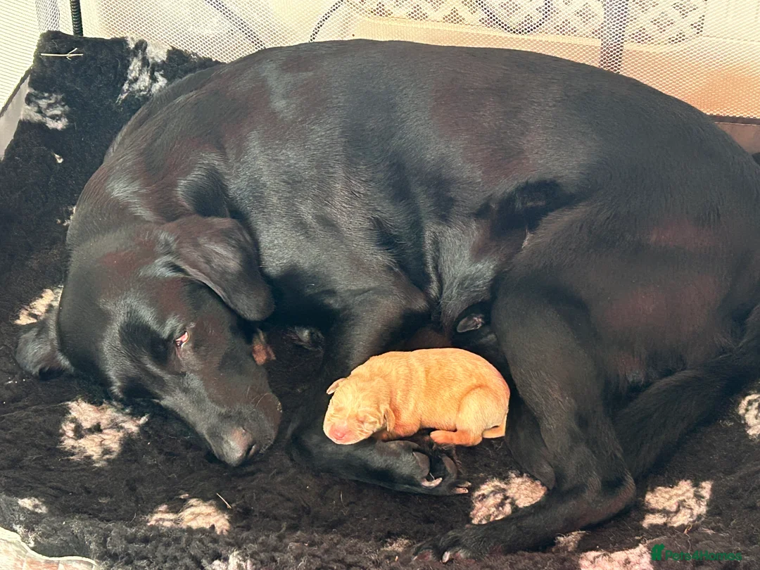 Labrador Retriever dogs for sale: Gorgeous boy yellow puppy for sale in Leamington Spa - Advert 2