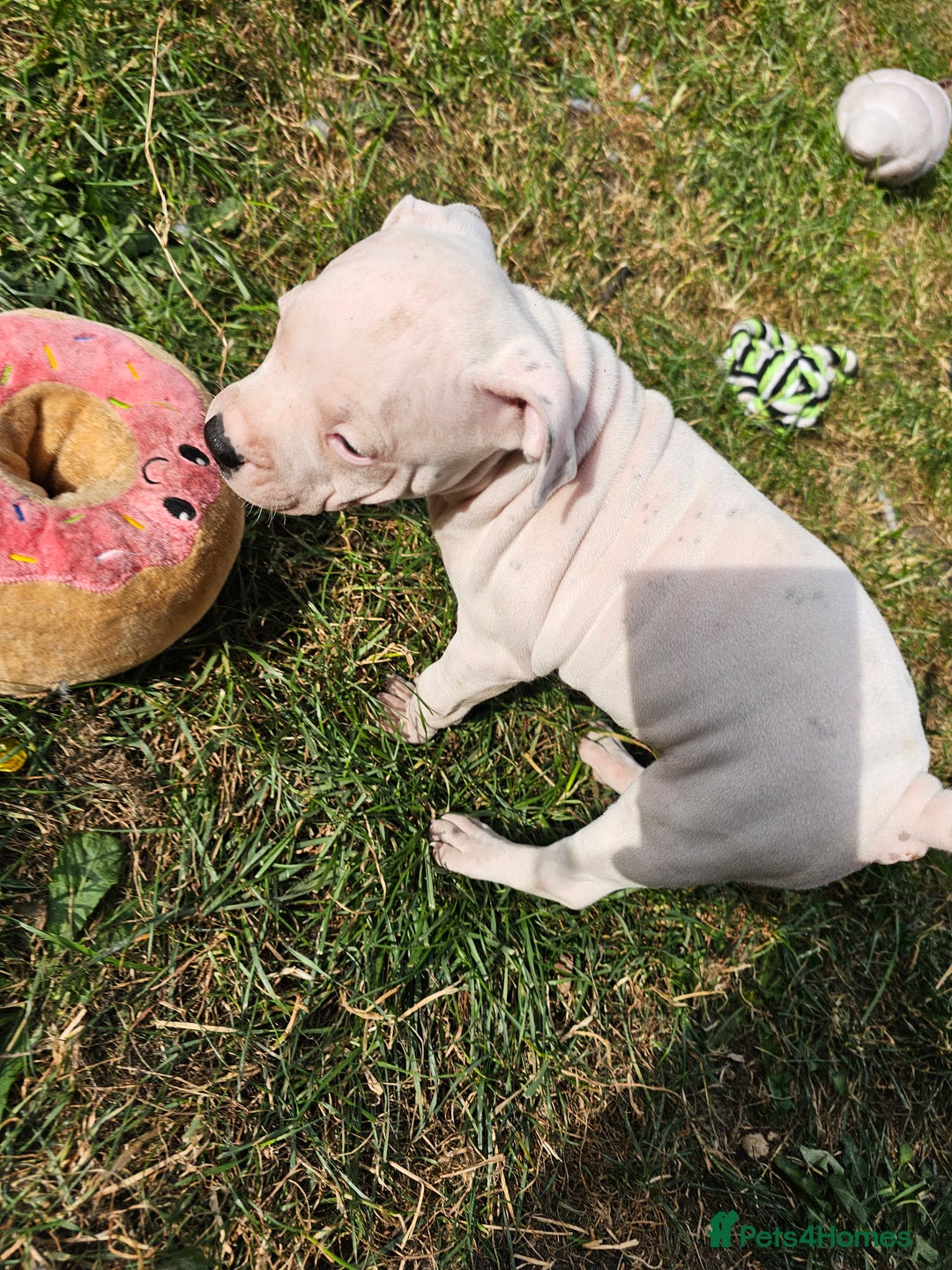 Staffordshire Bull Terrier dogs for sale: 🐾 Beautiful Staffordshire Bull Terrier Puppies 🐾 - Image 18