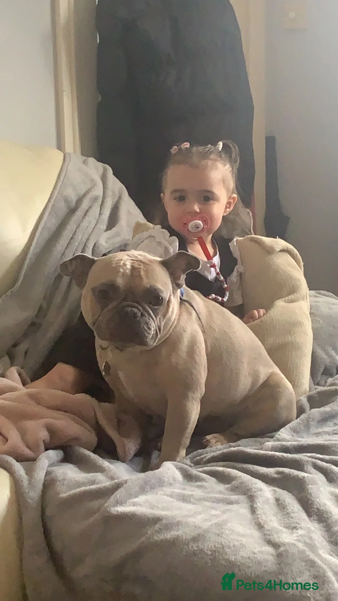 French Bulldog dogs for sale: Looking for rehome  in Preston - Advert 1