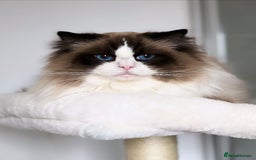 Ragdoll cats for sale: 4 Luxury European line Ragdolls kittens - Image 11