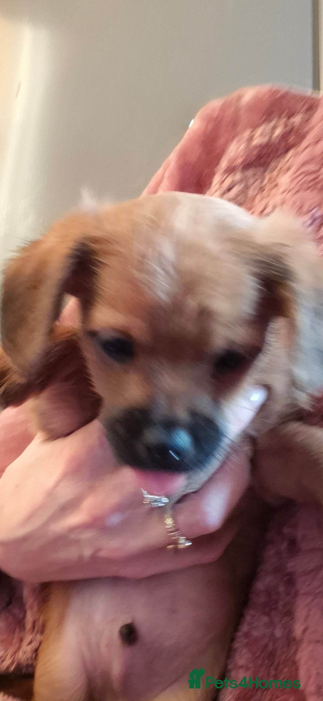 Chipoo dogs for sale: Beautiful chipoo puppys  - Advert 25