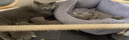 British Shorthair cats for sale: GCCF Registered British Shorthairs / Longhairs - Advert 6