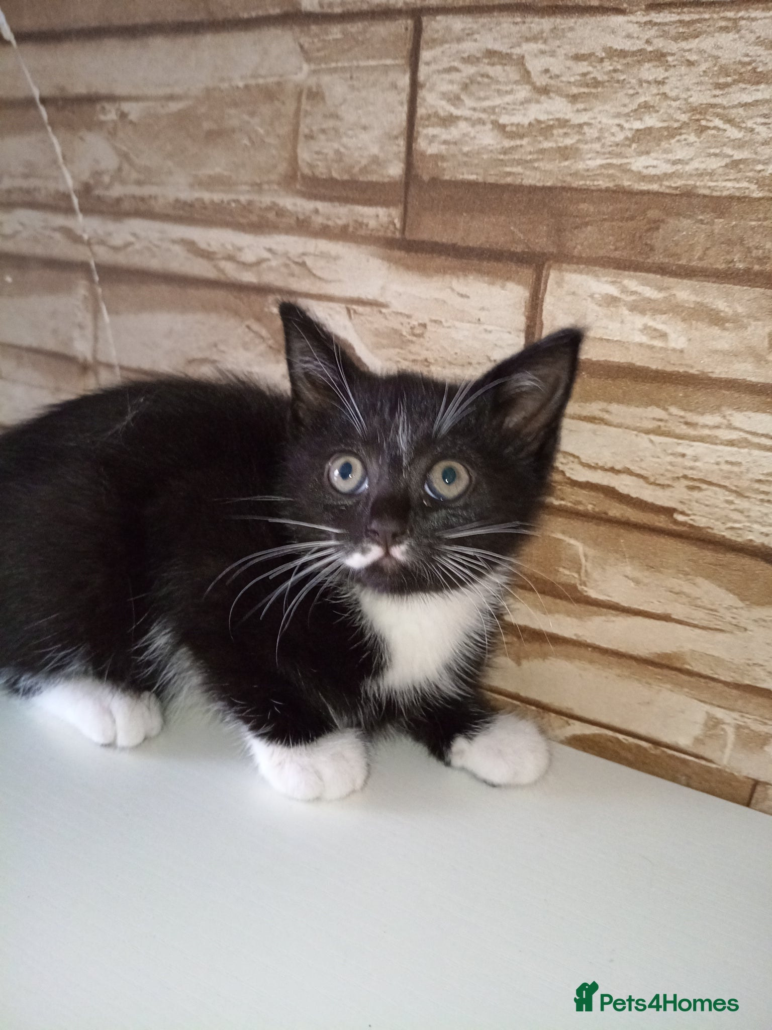 Mixed Breed cats Female kittens  - Advert 3