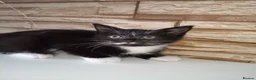 Mixed Breed cats for sale: Female kittens  - Advert 1
