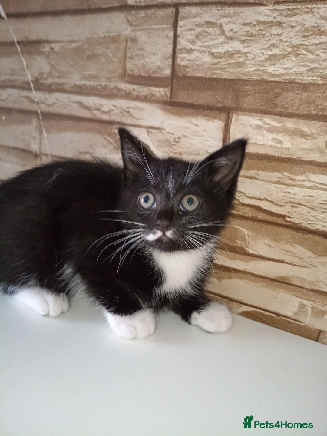 Mixed Breed cats for sale: Female kittens  - Advert 1