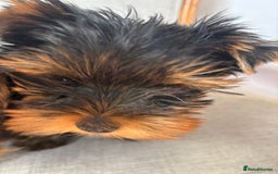 Yorkshire Terrier dogs for sale: Yorkshire Terrier puppy - Image 2