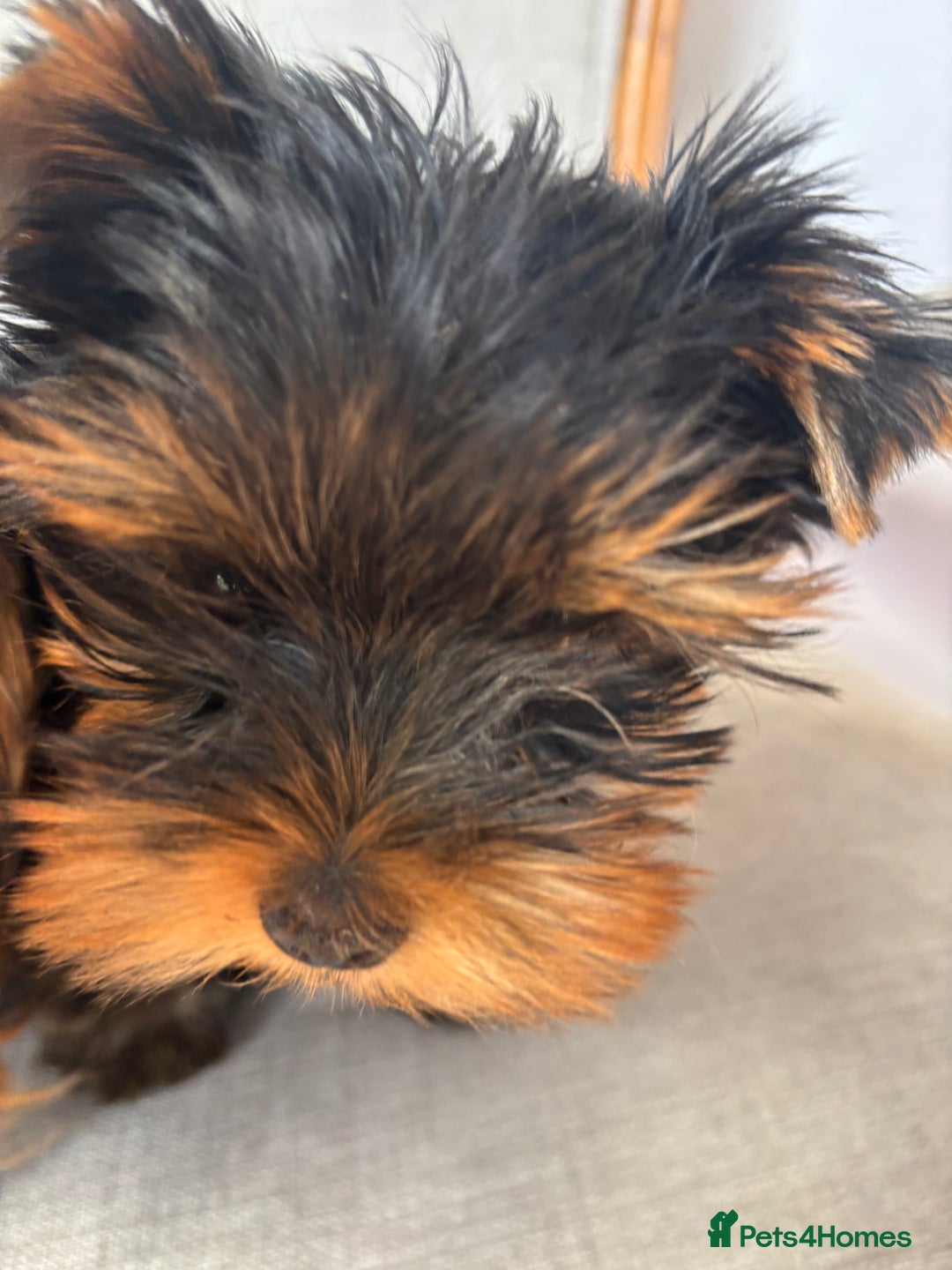 Yorkshire Terrier dogs for sale: Yorkshire Terrier puppy - Image 2