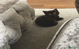 British Shorthair cats for sale: British shorthead cat - Image 5