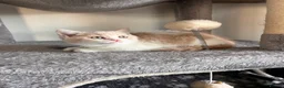 British Shorthair cats for sale: Unique British Shorthair Kittens 🐈✨ - Advert 4