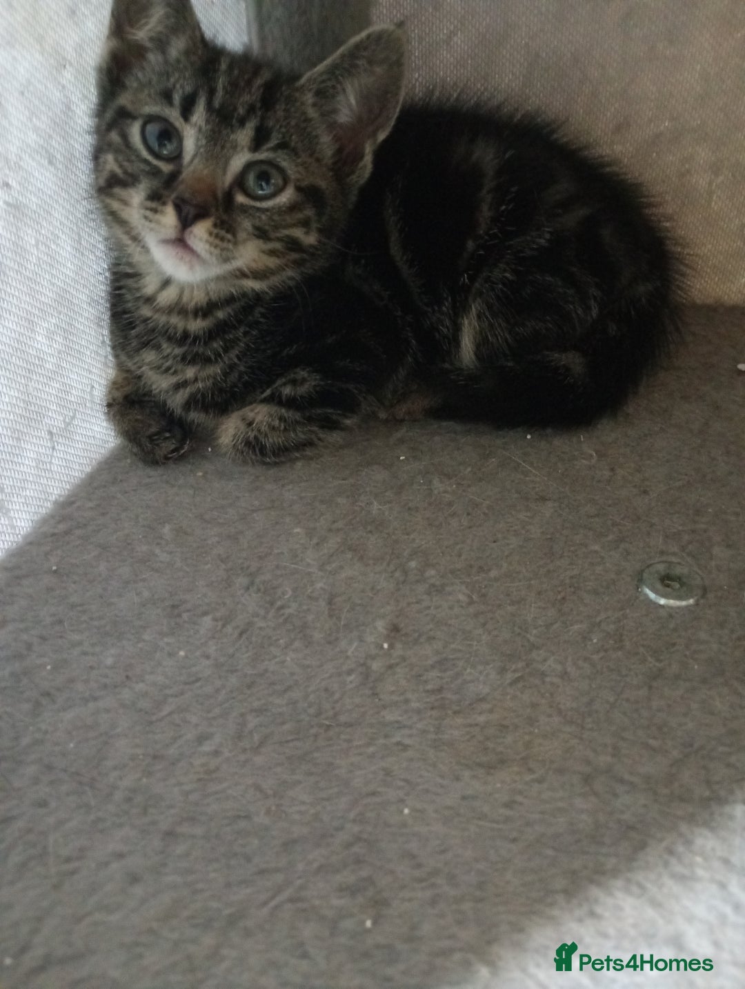 British Shorthair cats for sale: Beautiful British shorthair kittens 90£ for two in West Drayton - Image 9