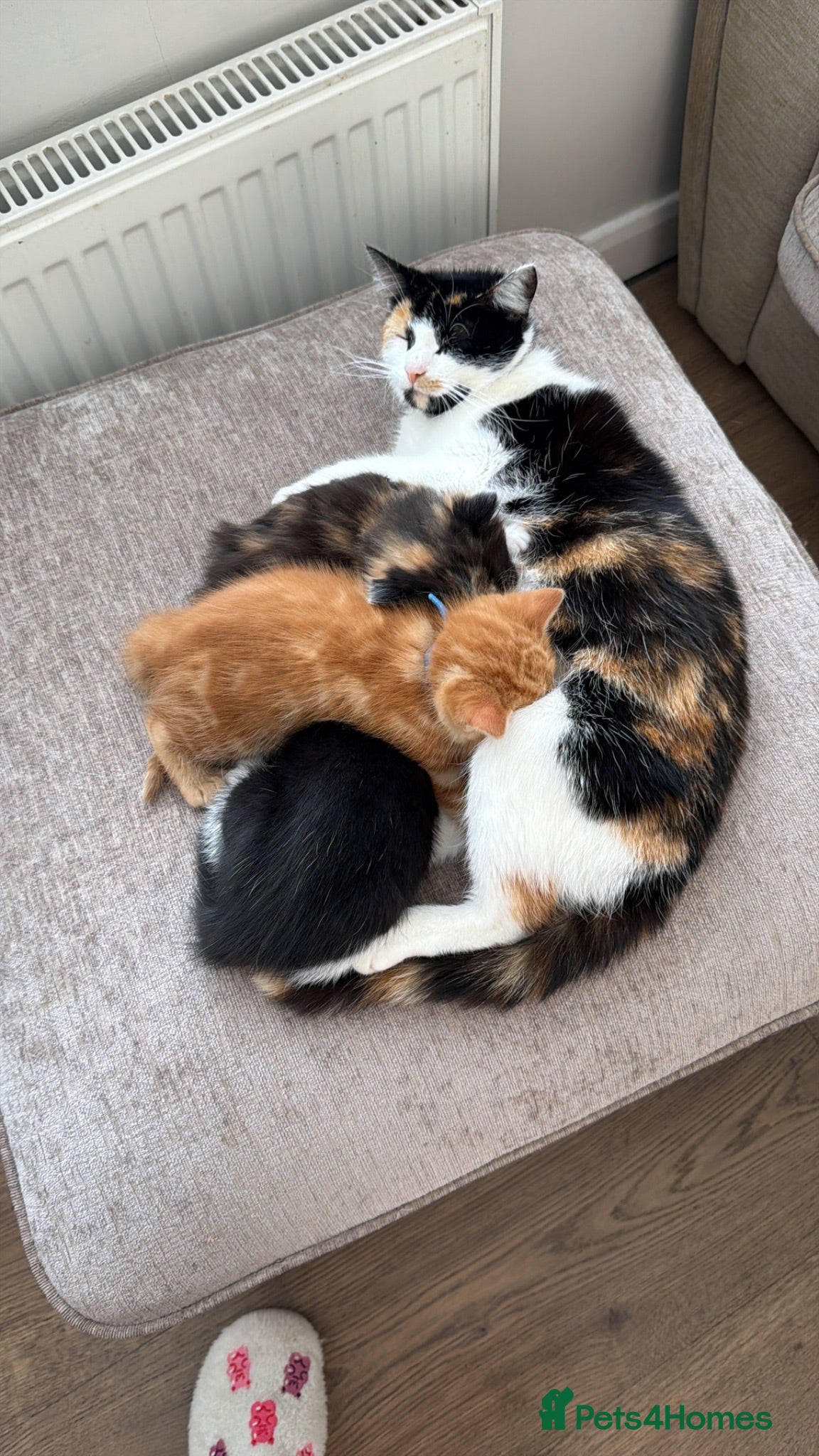 Mixed Breed cats Kittens looking for homes 🐱 - Advert 15