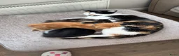 Mixed Breed cats for sale: Kittens looking for homes 🐱 - Advert 3