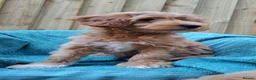 Australian Labradoodle dogs for sale: Rufus puppies  - Advert 3