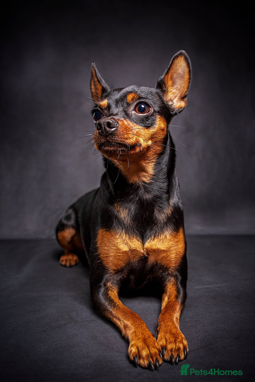 Miniature Pinscher dogs for sale: Miniature Pinscher - Advert 4
