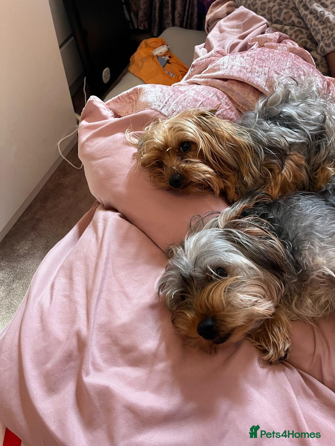 Yorkshire Terrier dogs for sale:  Yorkshire Terrier Puppies 😍🥰 2 available  - Image 9