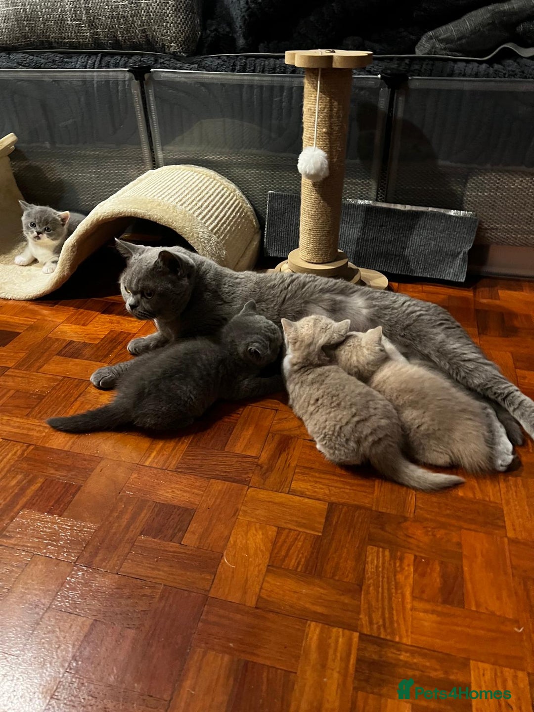 British Shorthair cats for sale: GCCF Registered Championship Line BSH Kittens - Image 4
