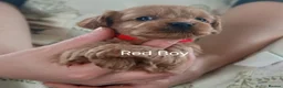 Cavapoo dogs for sale: Cavapoo Puppies  in Glenrothes - Advert 6