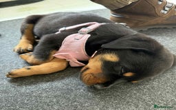 Rottweiler dogs for sale: Rottweiler Bitch Puppy for sale - Image 3