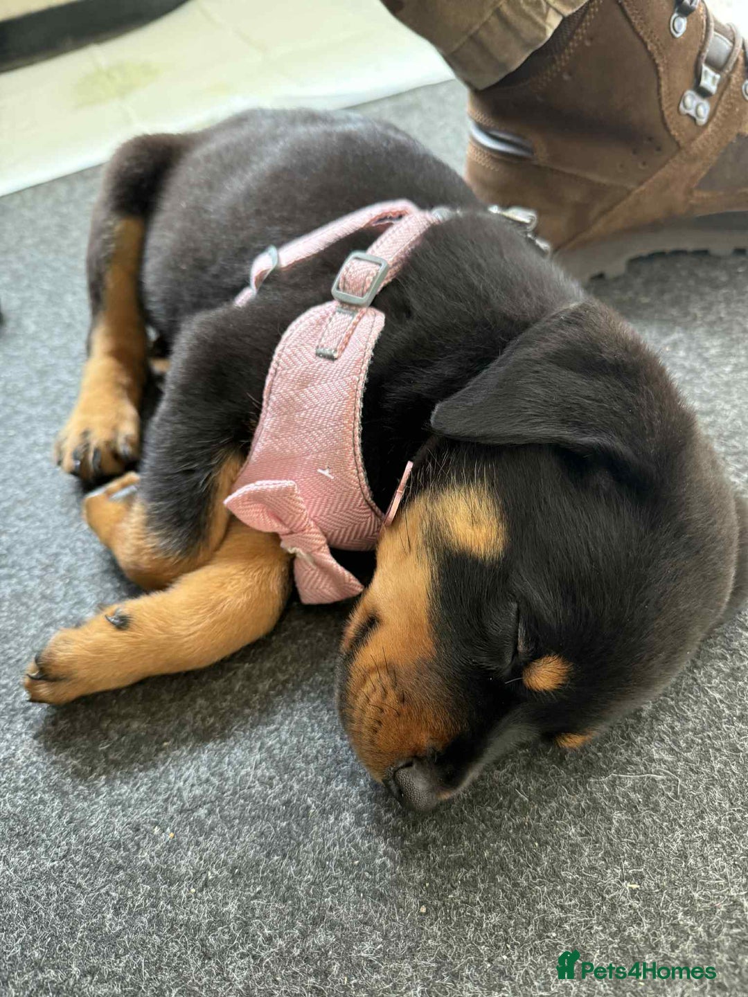 Rottweiler dogs for sale: Rottweiler Bitch Puppy for sale - Image 3