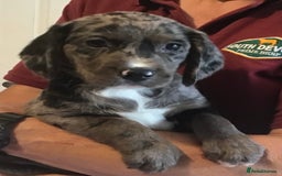 Cockerdor dogs for sale: Superb Quality Cockador Puppies, SHROPSHIRE  - Image 18