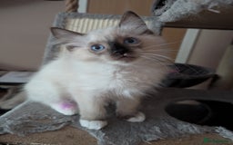 Ragdoll cats for sale: GCCF registered stunning healthy kittens - Image 4