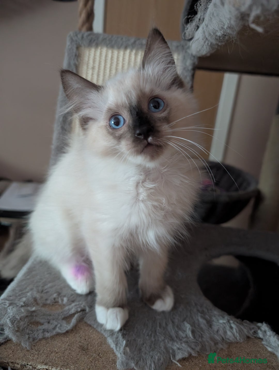 Ragdoll cats for sale: GCCF registered stunning healthy kittens - Image 4