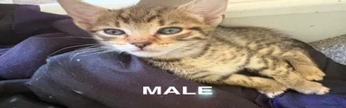 Tabby 1 