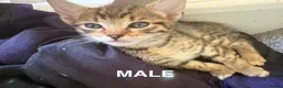 Mixed Breed cats for sale: Gorgeous kittens for sale - Advert 12