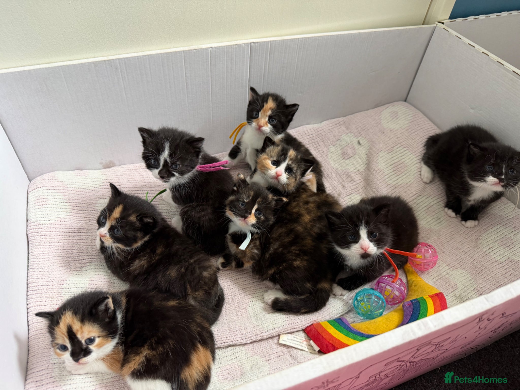 Domestic Shorthair cats Beautiful fluffy kittens ready in JUNE  - Advert 12