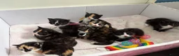 Domestic Shorthair cats for sale: FEMALE kitten for sale 🐾 - Advert 5