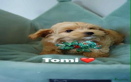 Maltipoo dogs for sale: Tiny F1 Asian Maltipoo puppies. Ready now! - Image 4