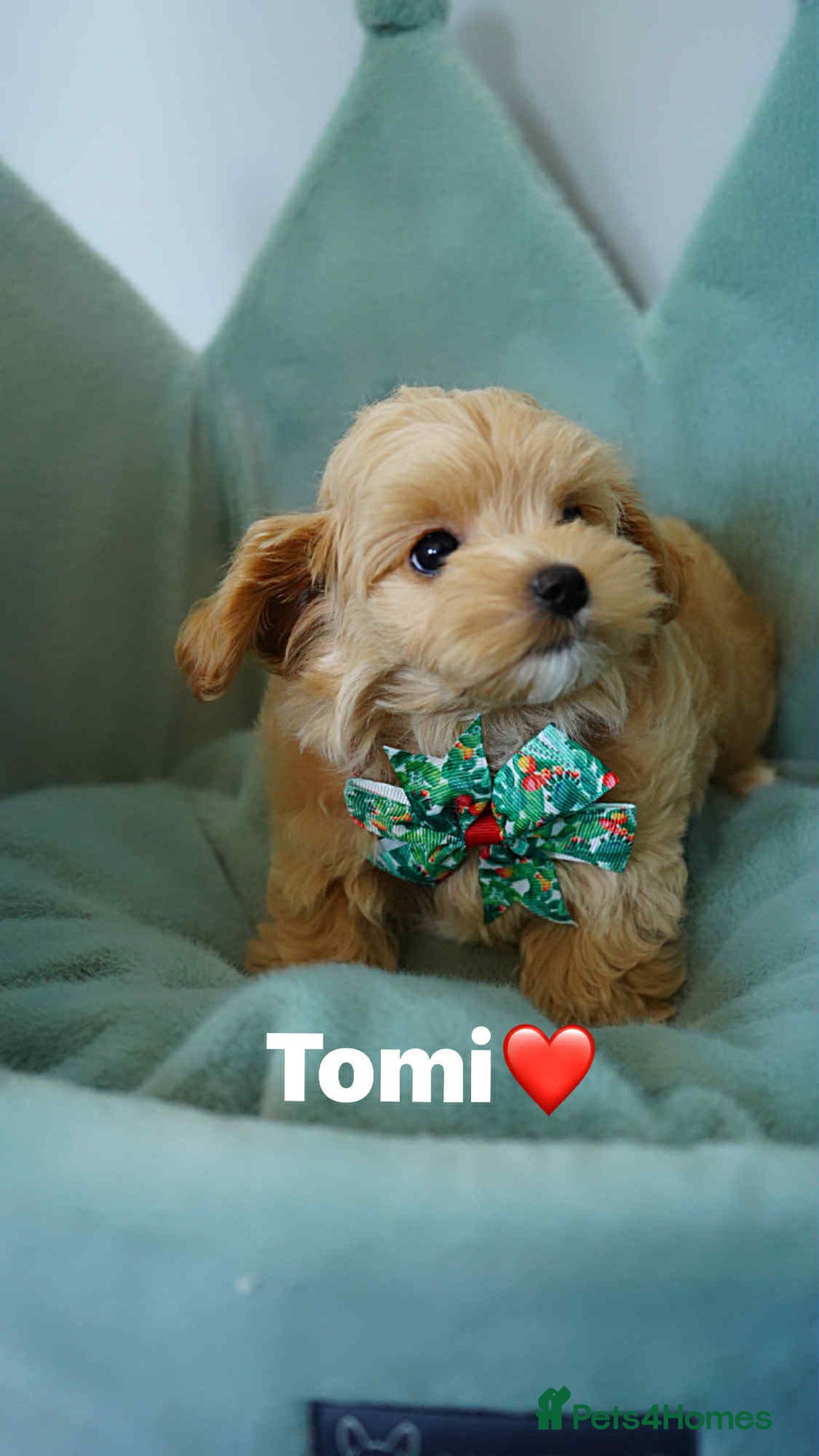 Maltipoo dogs for sale: Tiny F1 Asian Maltipoo puppies. Ready now! - Image 4