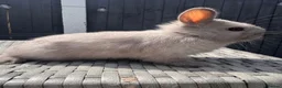 Netherland Dwarf rabbits for sale: Pure bred Netherland Dwarf Bunnies - Advert 4