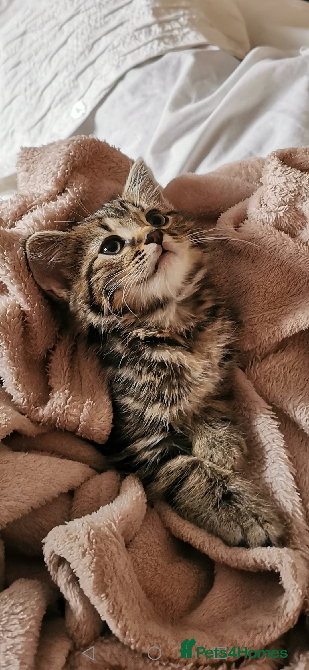 Mixed Breed cats for sale: Beautiful 9 week old male kitten  - Image 1