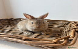 Netherland Dwarf rabbits for sale: 3x boy baby bunnies for sale  - Image 4
