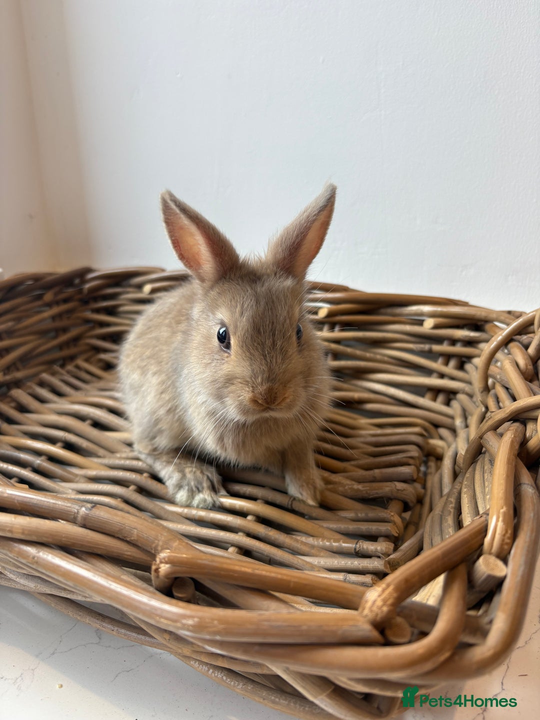 Netherland Dwarf rabbits for sale: 3x boy baby bunnies for sale  - Image 4