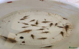 Corys fish for sale: Corydoras Catfish  in Maldon - Image 7