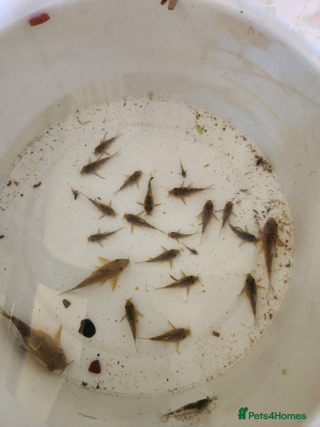 Corys fish for sale: Corydoras Catfish  in Maldon - Image 7