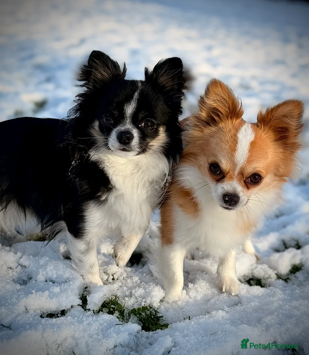 Chihuahua dogs for sale: Chihuahua boys searching for loving forever home  - Advert 2