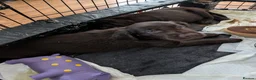Flat coated Retriever dogs for sale: KC registered flat coated retriever puppies  - Advert 2