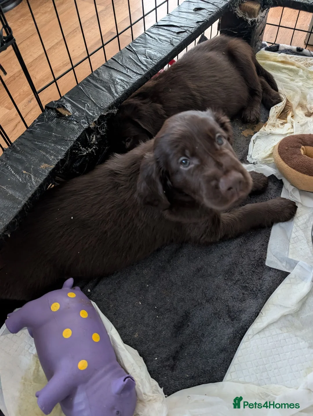 Flat coated Retriever dogs for sale: KC registered flat coated retriever puppies  - Advert 2