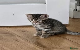 Bengal cats for sale: Half bengal kittens  - Image 3