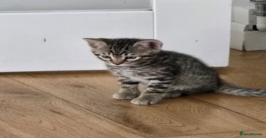 Bengal cats - Advert 16