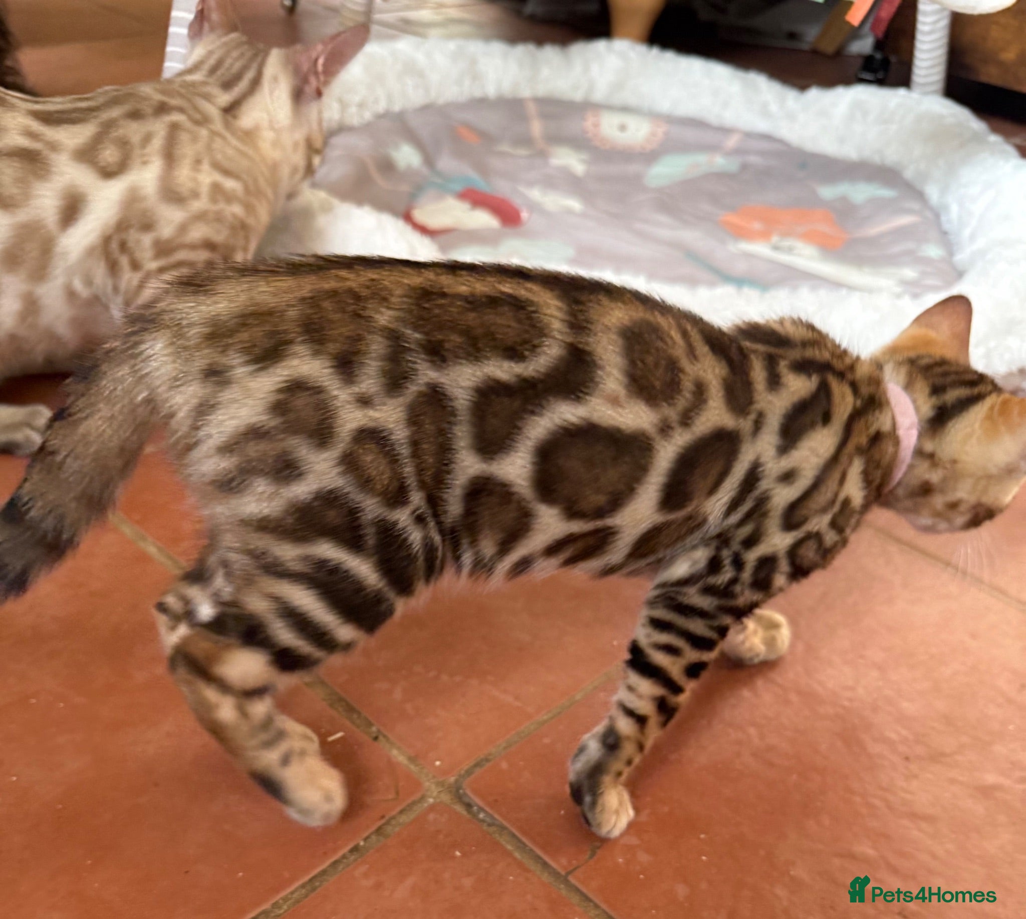 Bengal cats Ready now! 🐾 Pedigree TICA Bengal kittens 🐆  - Advert 1