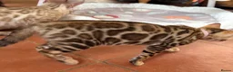 Bengal cats for sale: 🩷 Stunning TICA ✨ Health tested Bengal kitten  - Advert 17
