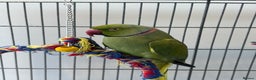 Ringnecks birds for sale: 1 year old indian ring neck  - Advert 3